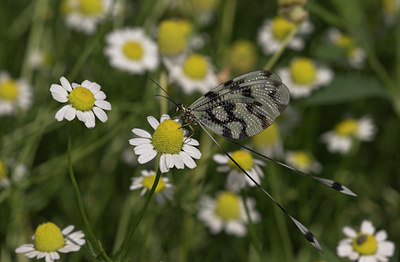 BUITEN BEELD Foto: 1244