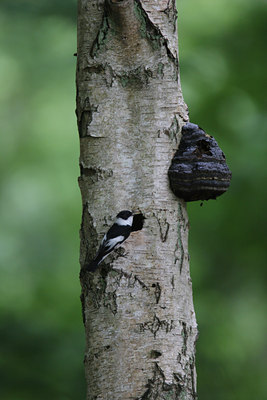 BUITEN BEELD Foto: 1251