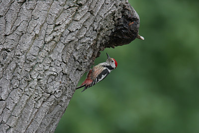 BUITEN BEELD Foto: 1254