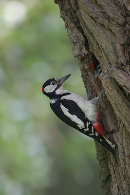 BUITEN BEELD Foto: 1259