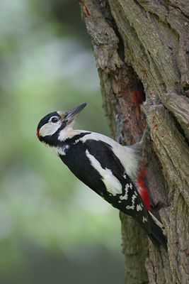 BUITEN BEELD Foto: 1260