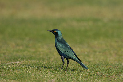BUITEN BEELD Foto: 1267