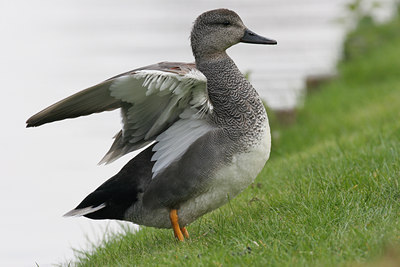 BUITEN BEELD Foto: 1326