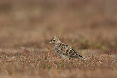 BUITEN BEELD Foto: 1330