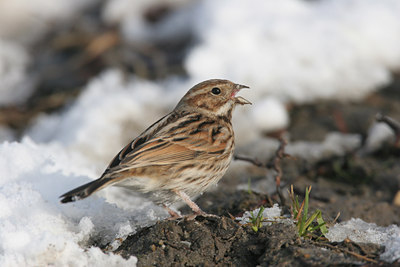 BUITEN BEELD Foto: 1348