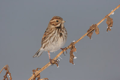 BUITEN BEELD Foto: 1349