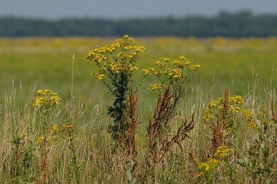 BUITEN BEELD Foto: 1377