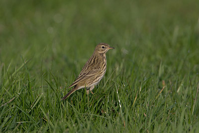 BUITEN BEELD Foto: 1379