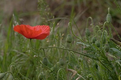 BUITEN BEELD Foto: 1380