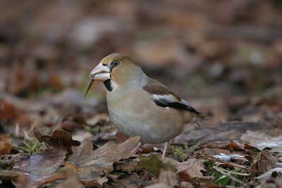 BUITEN BEELD Foto: 1439