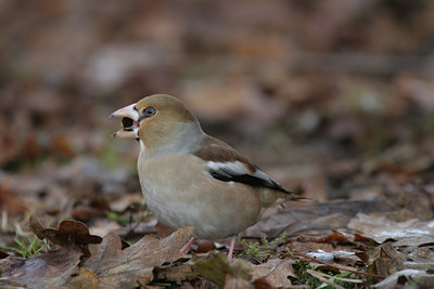 BUITEN BEELD Foto: 1440