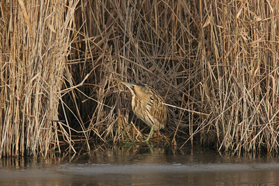 BUITEN BEELD Foto: 1441