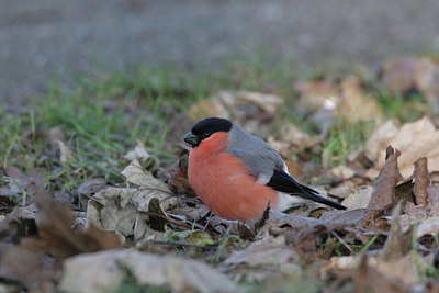 BUITEN BEELD Foto: 1449