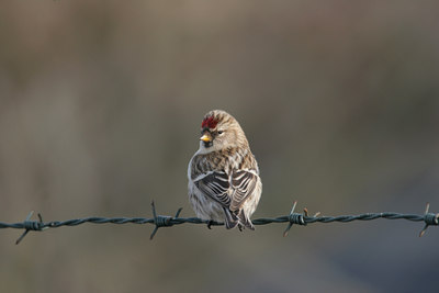 BUITEN BEELD Foto: 1461