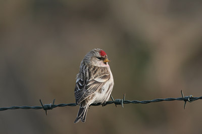 BUITEN BEELD Foto: 1463