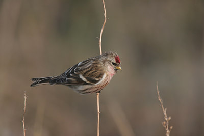 BUITEN BEELD Foto: 1464