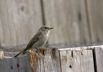 BUITEN BEELD Foto: 1471