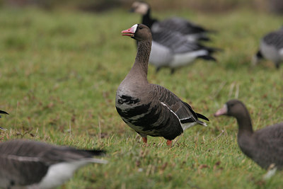 BUITEN BEELD Foto: 1493