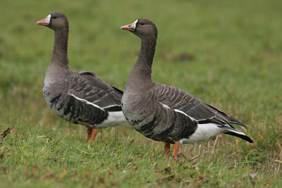 BUITEN BEELD Foto: 1495