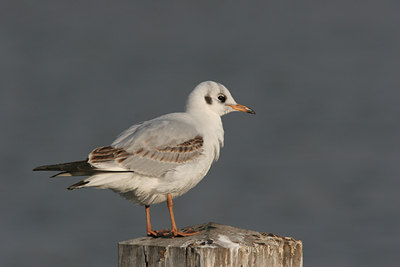 BUITEN BEELD Foto: 1507