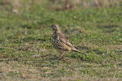 BUITEN BEELD Foto: 1510