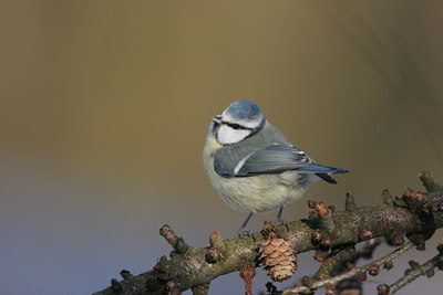 BUITEN BEELD Foto: 1523