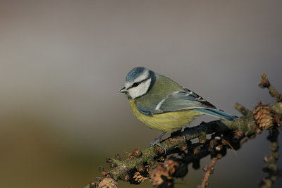 BUITEN BEELD Foto: 1524