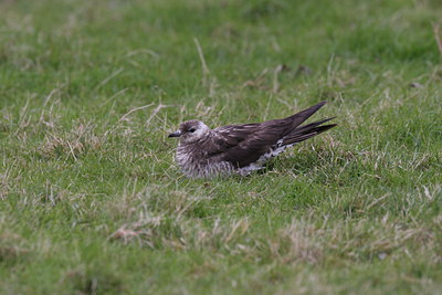 BUITEN BEELD Foto: 1531