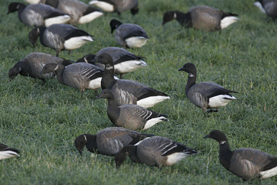 BUITEN BEELD Foto: 1539