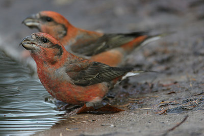 BUITEN BEELD Foto: 1542