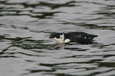 BUITEN BEELD Foto: 1545