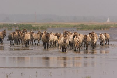 BUITEN BEELD Foto: 1546