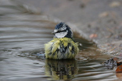 BUITEN BEELD Foto: 1547