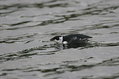 BUITEN BEELD Foto: 1548