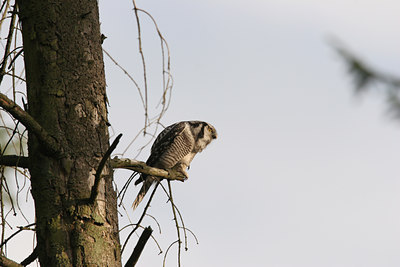 BUITEN BEELD Foto: 1556