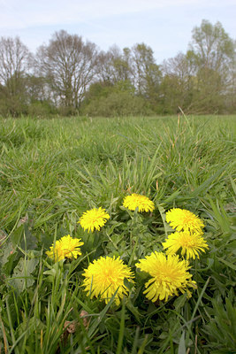 BUITEN BEELD Foto: 1568