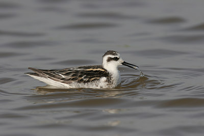 BUITEN BEELD Foto: 1584