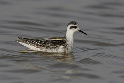 BUITEN BEELD Foto: 1586