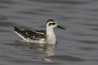 BUITEN BEELD Foto: 1587