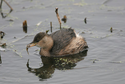 BUITEN BEELD Foto: 1591