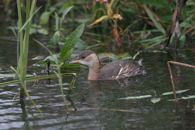 BUITEN BEELD Foto: 1593