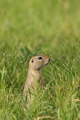 BUITEN BEELD Foto: 1633