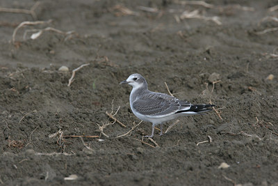 BUITEN BEELD Foto: 1652