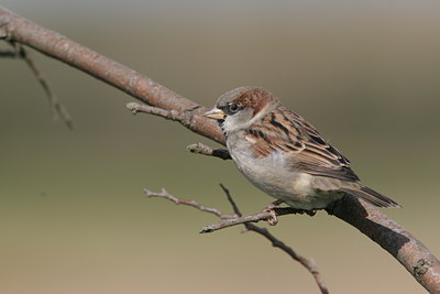 BUITEN BEELD Foto: 1656