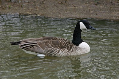 BUITEN BEELD Foto: 1663