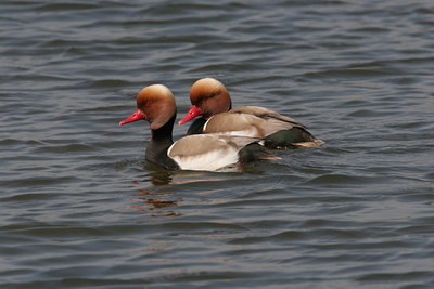 BUITEN BEELD Foto: 1725