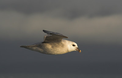 BUITEN BEELD Foto: 1735