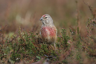 BUITEN BEELD Foto: 1744