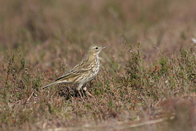 BUITEN BEELD Foto: 1748