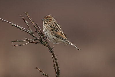 BUITEN BEELD Foto: 1754